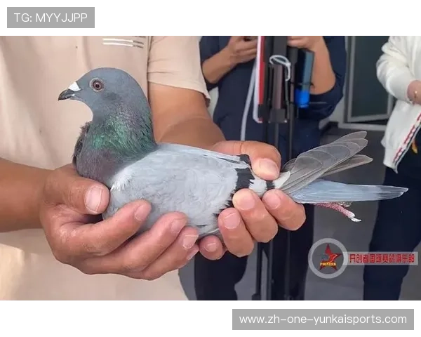 中国赛鸽锦标赛（中国赛鸽竟翔）世界杯体育论坛